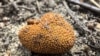 Грыб Elaphomyces muricatus