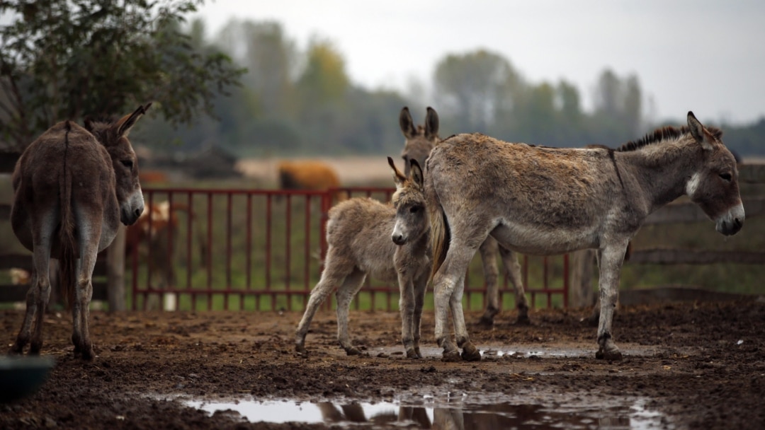 Екі əйел еркекті есектен сигийді Екі əйел еркекті есектен сигийді