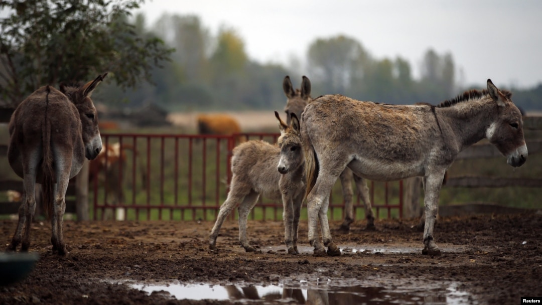 Үлкен сиськи лесбиянки