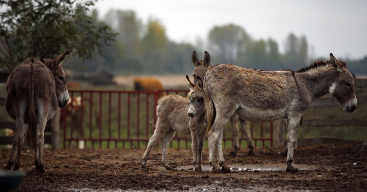 Гей жыныстық жарақаттар