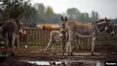Жетілген әйелдердің сексуалдық фотосуреттері