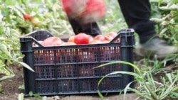 Ֆերմերները դժգոհում են՝ չեն կարողանում իրացնել լոլիկը