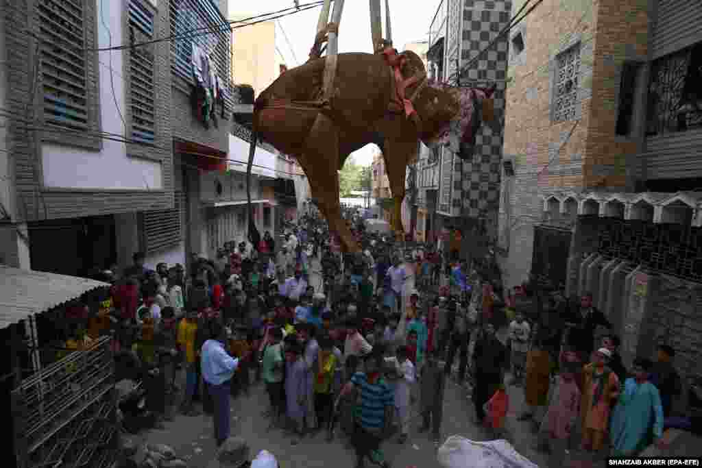 A cow being lifted to another Karachi rooftop.