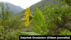 Иллюстрациялык сүрөт. 