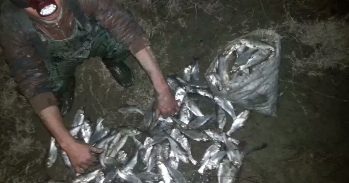 Yalangoch rus teleboshlovchilari külotsiz