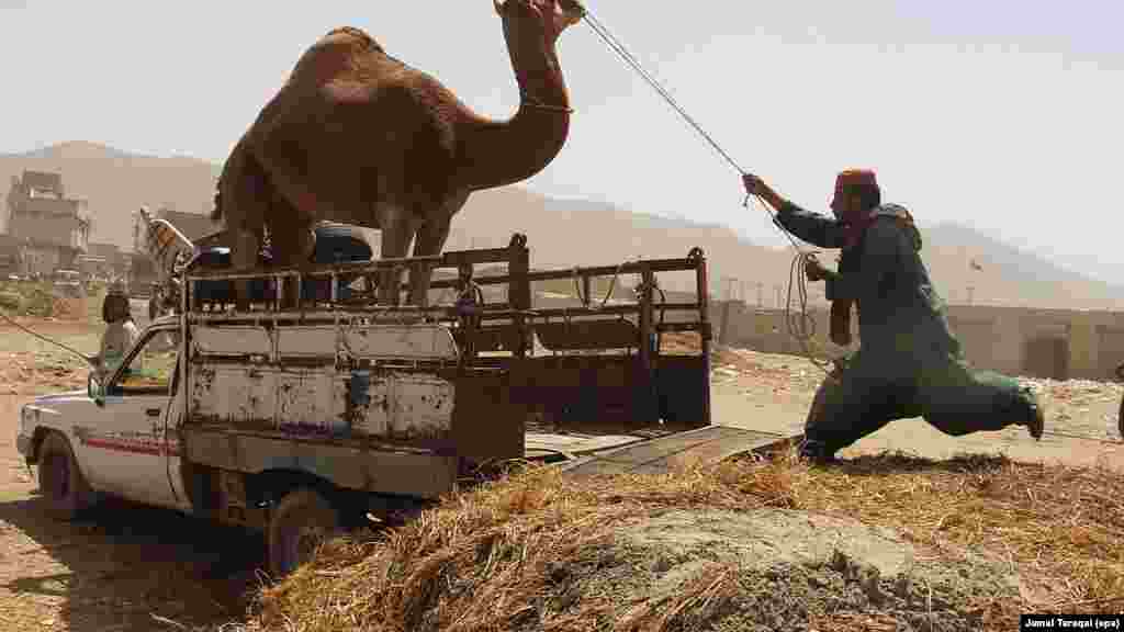 Soýulmaga getirilen gurbanlyk maly. &nbsp;Kwetta, Pakistan. (epa/Jamal Taraqai)