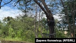 Каштан, який оповив залізний паркан, знесений вибуховою хвилею, Київ, 19 червня 2026 року