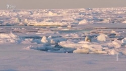 Одамон хонаи хирсҳои сафедро танг кардаанд