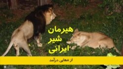 هیرمان، شیر ایرانی از تنهایی درآمد