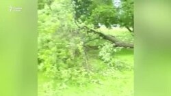 Тӯфон дарахтони Маскавро аз реша барканд