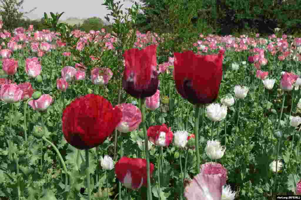 Qəndəhar vilayəti, 2014