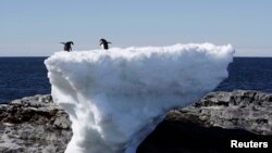 Пингвины на льдине в Антарктике.