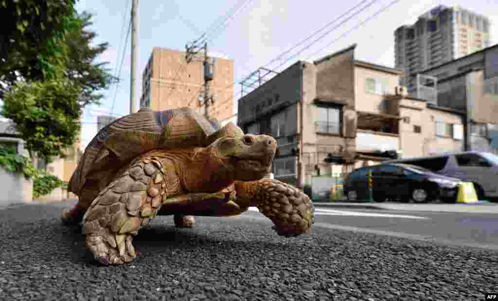 Бон-чан - самец африканской черепахи, который живет в Токио. Бон-чану 19 лет и он весит почти 70 килограмм