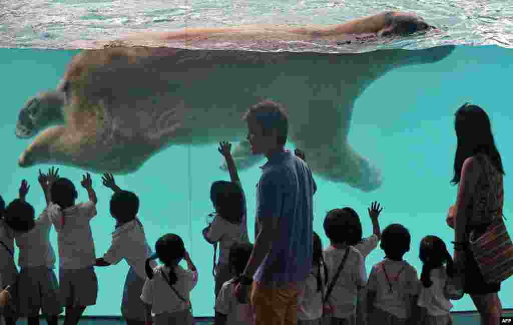 Schoolchildren watch as Inuka, a male polar bear, swims in its pool enclosure at the Singapore Zoo. The 22-year-old polar bear, the first one born in the tropics, moved into his new frozen-tundra home on May 29 in a 2,700-square-meter exhibit featuring climate-controlled resting areas and an expanded pool. (AFP/Roslan Rahman)