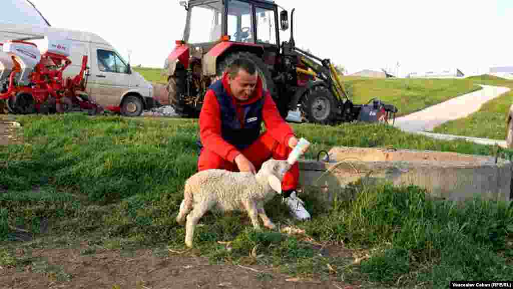 Lilian Racicovschi crește de 12 ani oi și capre în satul Hârtop, din raionul Cimișlia, și este unul dintre primii fermieri din R. Moldova care și-a digitalizat stâna. Fiecare animal are un cip implantat în ureche, datorită căruia fermierul știe ce vârsta are, cât de productiv sau reproductiv este.