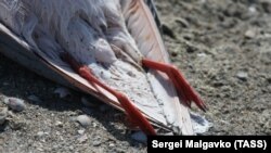 Погибшая птица на берегу озера Сиваш в восточном Крыму