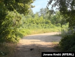 Deo prirode na mestu gde bi mogao nići stambeno-poslovni kompleks, Novi Sad, 1. jul 2026.