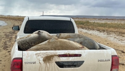 Көршілер онлайн порно көреді