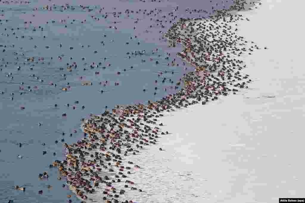 Wild ducks rest on the banks of the Tisza River in Hungary (epa/Attila Balazs)