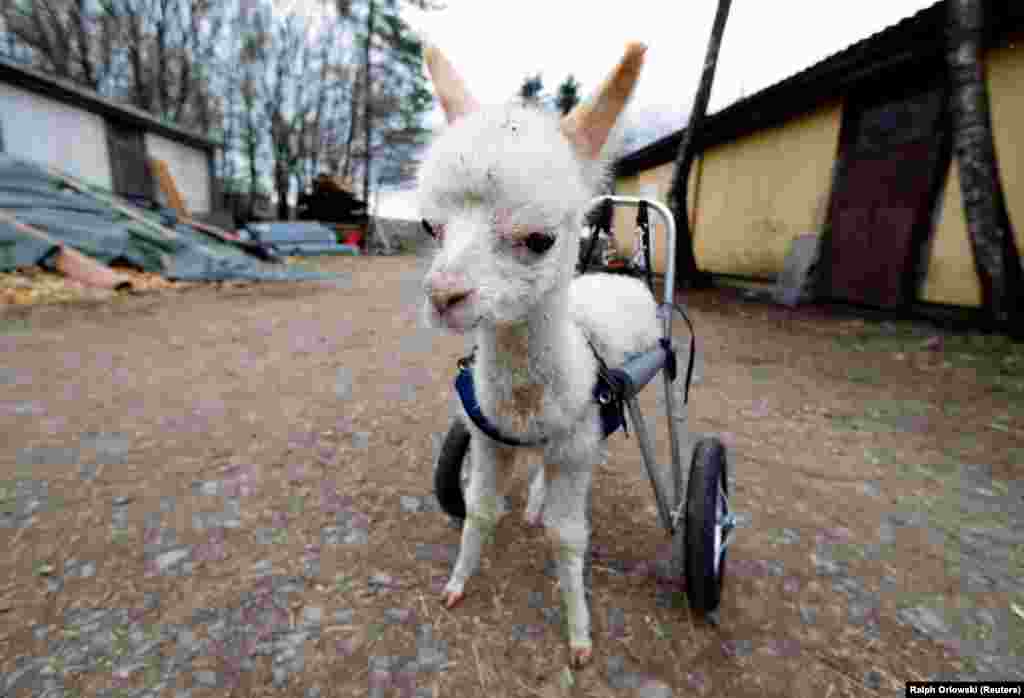 Leg amputated alpaca baby Marie Hope walks around the farm in Freisen, Germany, April 7, 2021. Picture taken April 7, 2021