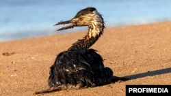 Пострадавшая из-за разлива мазута птица в Краснодарском крае. Иллюстративная фотография