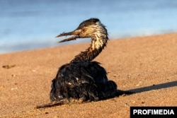 Птица в мазуте на пляже в Анапе, декабрь 2024 года