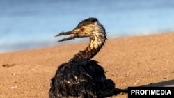 Постадавшая от разлива нефтепродуктов птица