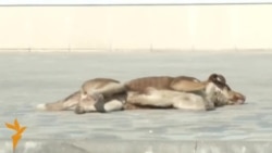 Некоторые бездомные собаки в Сочи нашли приют
