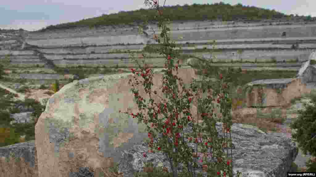 Неопознанный куст с красными ягодами ярко выделяется на фоне белых скал