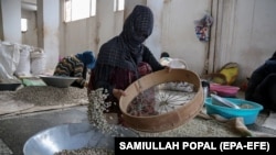 د وچې میوې د چاڼ یوه کارګره ښځه 