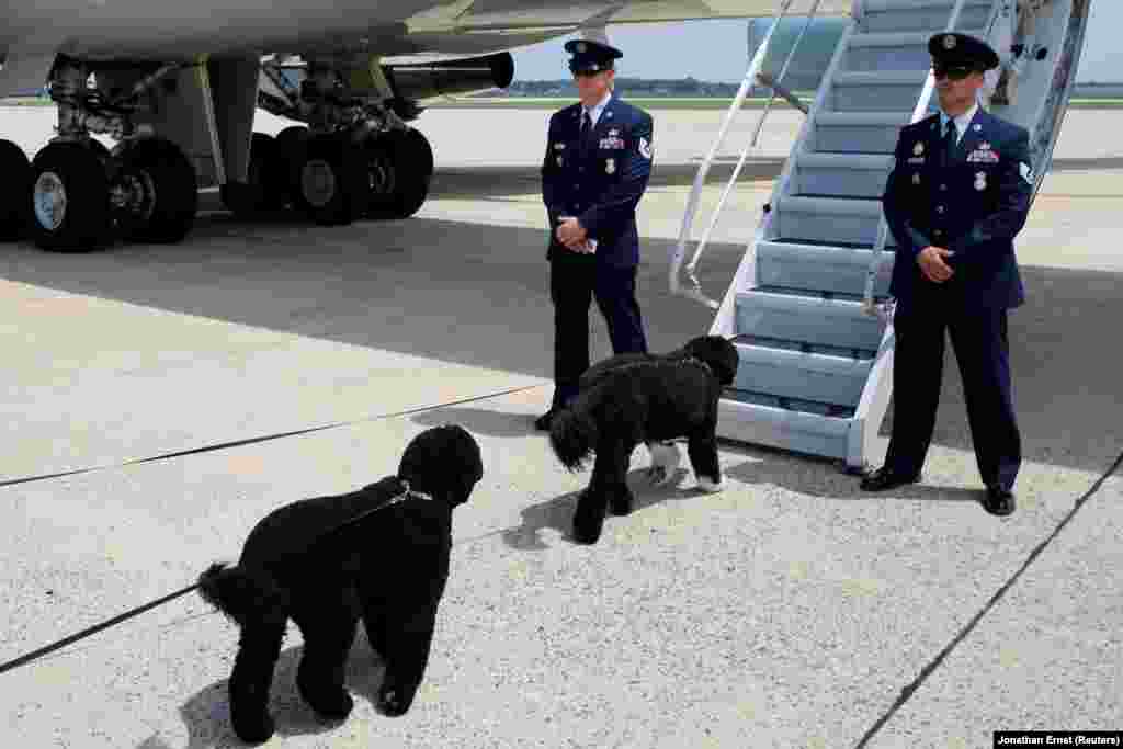 6 августа 2016 года. Собаки семьи 44-го президента США Барака Обамы Санни (слева) и Бо прибывают на борт Air Force One перед отлетом в Массачусетс на ежегодные семейные каникулы