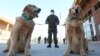 CHILE PANDEMIC CORONAVIRUS COVID19 -- A Canine training official from the Chilean Carabineros shows dogs trained to detect covid-19, during a demonstration to the press, in Santiago, Chile, 15 July 2020. 