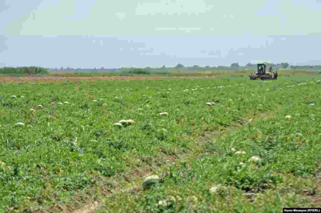 Armenia -- Watermelon harvest in Ararat region, 14Aug2012