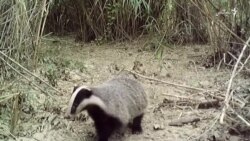 محافظان حیات وحش از حیوانات کمیاب با کمره های مخصوص نظارت می‌کنند