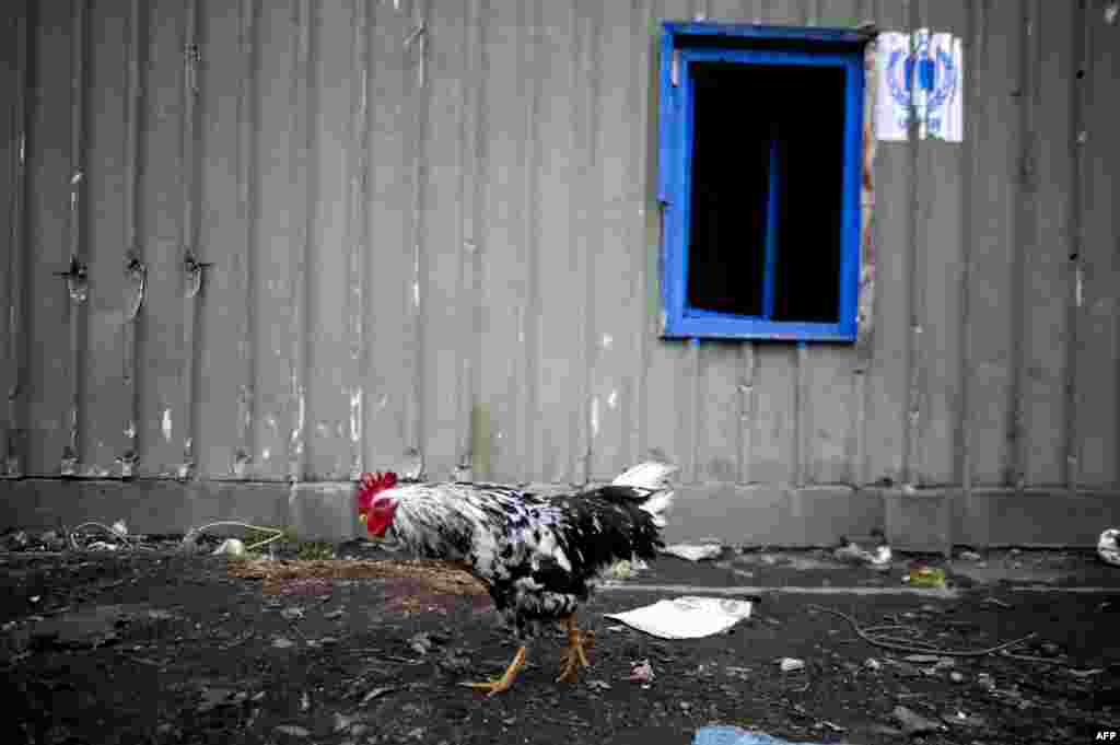 A rooster walks in a Roma camp in the Serb-majority town of Leposavic, Kosovo, on December 16. (AFP/Armend Nimani)