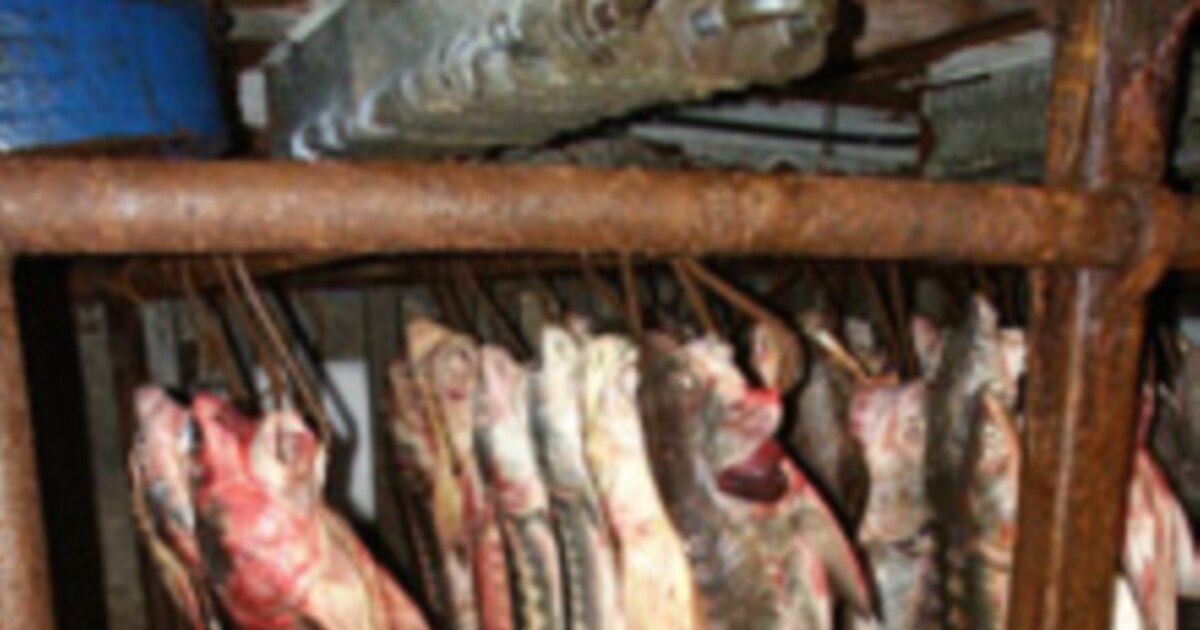 Үлкен қыздардың порносы