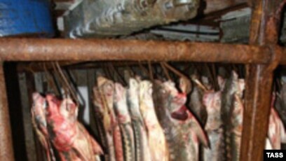 Жалаңаш Оксана Неваплюша жүкті