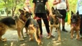 Луганчани доглядають тварин, кинутих на окупованій території