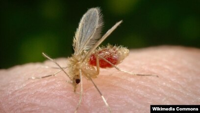 Келіңіздер, сперму тезірек, орысша порно