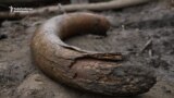 Vodka, Amputation, Ivory -- A Siberian Mammoth Hunt