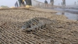 کوچک شدن دریای خزر، نگرانی تازهٔ کارشناسان محیط زیست