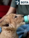 Nga kotelet te luanët: Veterinarët në Odesa ia kushtojnë jetën shpëtimit të kafshëve