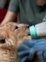 Ukraine - Leonid and Valentyna Stoyanov, two veterinarians in Odesa, treat animals affected by the war - screen grab