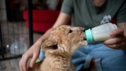 From Kittens To Lions, Odesa Vets Devote Lives To Saving Ukraine's Animals