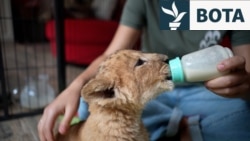 Nga kotelet te luanët: Veterinarët në Odesa ia kushtojnë jetën shpëtimit të kafshëve