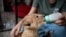 Ukraine - Leonid and Valentyna Stoyanov, two veterinarians in Odesa, treat animals affected by the war - screen grab