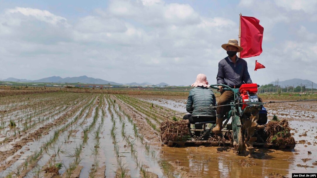 Culturile agricole din Coreea de Nord au fost afectate de inundațiile severe din ultimele zile.
