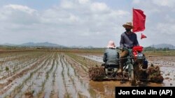 Culturile agricole din Coreea de Nord au fost afectate de inundațiile severe din ultimele zile.