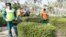 کارگران شهرداری در حال هرس درختان کنوکارپوس