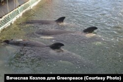 Косатки в "китовой тюрьме" в Приморье